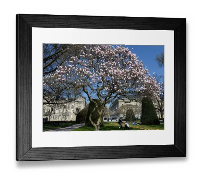 Framed Print : Blooming Magnolia Trees Strasbourg
