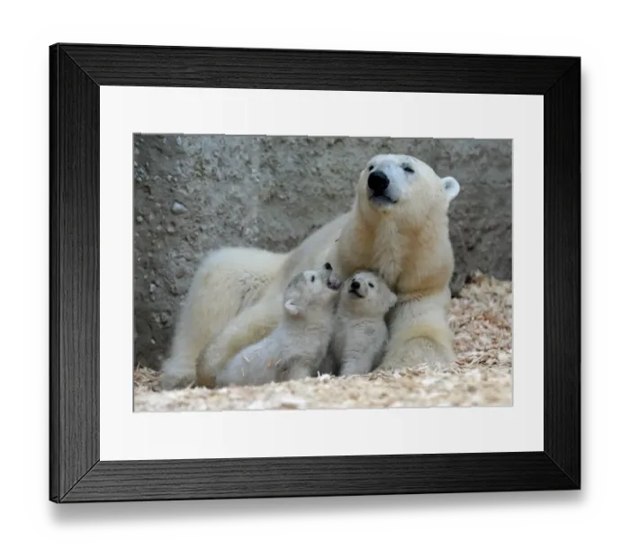 Framed Print : 14 Week Old Polar Bear Twins Play with their Mother