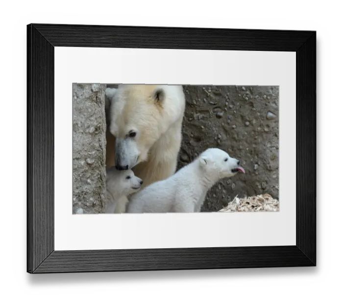 Framed Print : 14 Week Old Polar Bear Twins Framed Print : 14 Week Old Polar Bear Twins