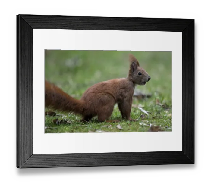 Framed Print : Tiergarten Park Squirrel Framed Print : Tiergarten Park Squirrel