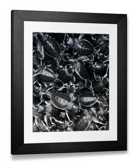 Framed Print : Indonesia-Environment-Turtle-Conservation