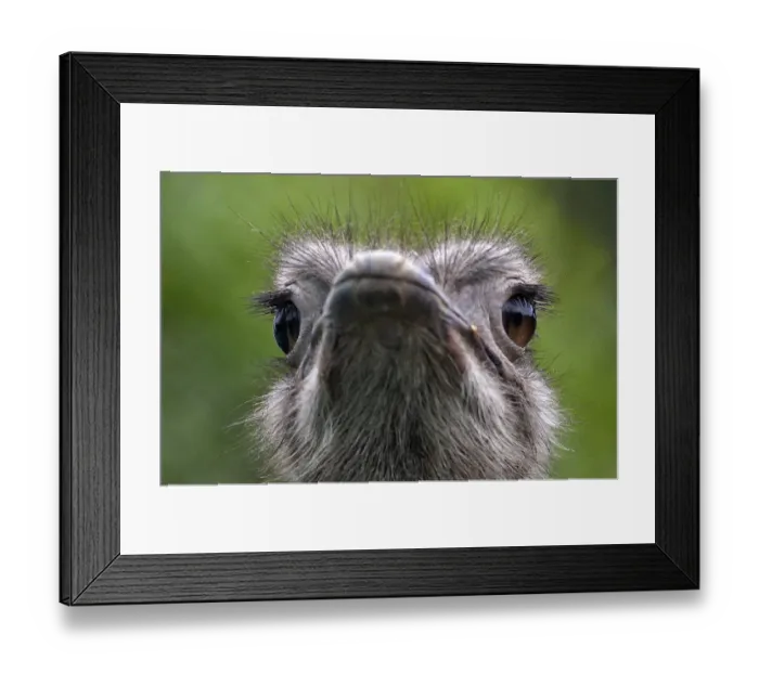 Framed Print : Colombia-Zoo-Ostrich-Feature Framed Print : Colombia-Zoo-Ostrich-Feature