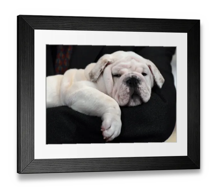 Framed Print : Us-American Kennel Club-Breeds