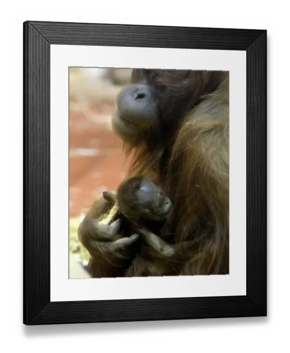 Framed Print : A new-born Orangutan (Pongo abelii) baby is held by her 12-year-old mother Jula