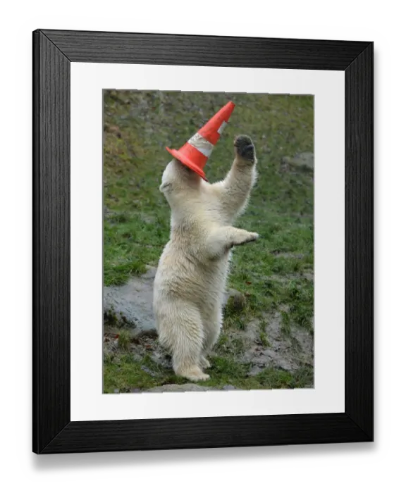 Framed Print : Germany-Animals-Polar Bear