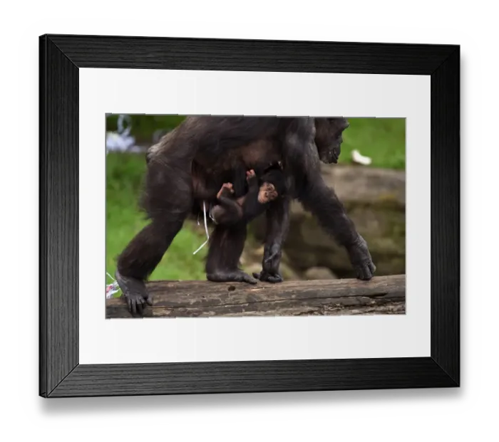 Framed Print : Australia-Animal-Chimpanzee Framed Print : Australia-Animal-Chimpanzee