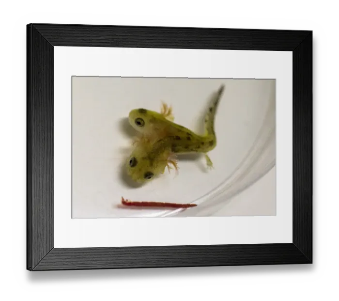 Framed Print : Israel-Animal-Science-Salamander