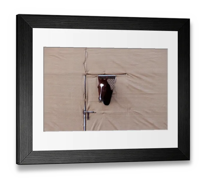 Framed Print : Arabian Horse in a Pen during a Falconry Festival Framed Print : Arabian Horse in a Pen during a Falconry Festival