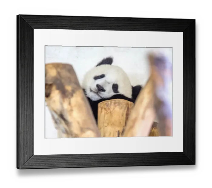 Framed Print : Austria-Animals Framed Print : Austria-Animals