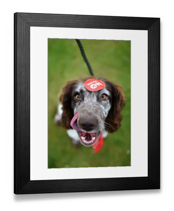 Framed Print : Britain-Scotland-Independence-Vote
