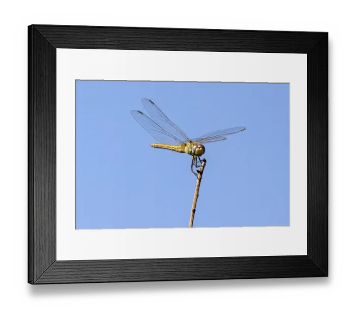 Framed Print : Israel-Nature-Insect-Dragonfly Framed Print : Israel-Nature-Insect-Dragonfly
