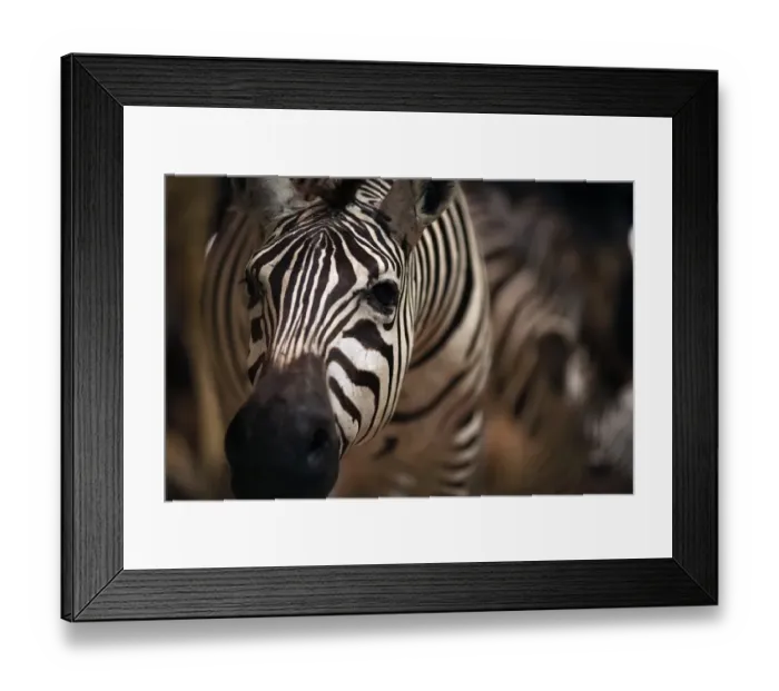 Framed Print : This picture taken on September 16, 2014 shows a stuffed zebra in the Evolution s