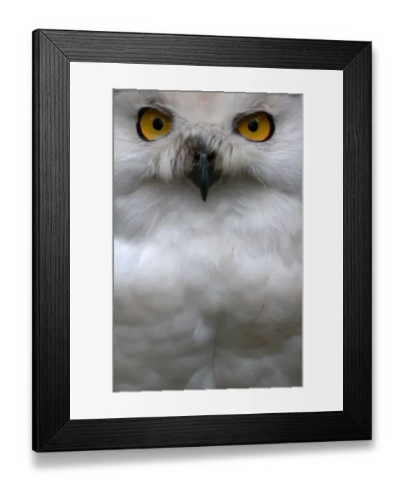 Framed Print : Snow Owl Watching Visitors
