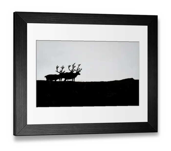 Framed Print : Reindeers can be seen during the first stage of the Arctic Race of Norway between Hammerfest Framed Print : Reindeers can be seen during the first stage of the Arctic Race of Norway between Hammerfest