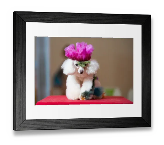 Framed Print : China-Lifestyle-Pets