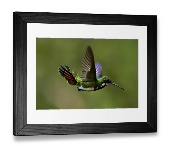 Framed Print : Colombia-Animals-Feature-Hummingbird Framed Print : Colombia-Animals-Feature-Hummingbird