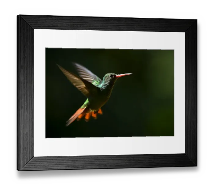 Framed Print : Colombia-Animals-Feature-Hummingbird