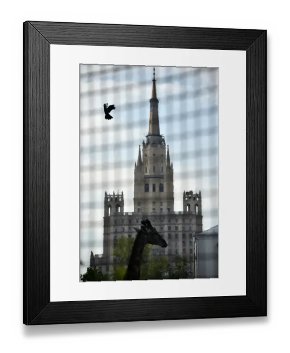 Framed Print : Ukraine-Russia-Crisis-Sanction-Food-Animal
