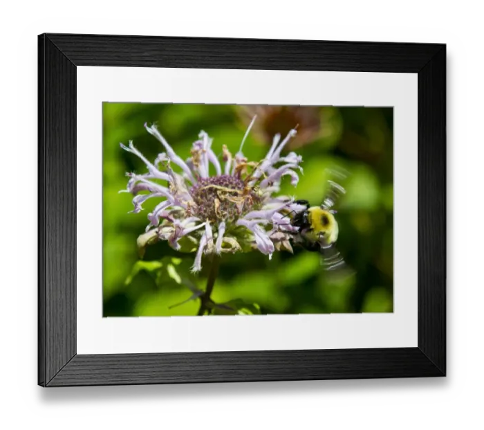 Framed Print : Us-Feature-Bee