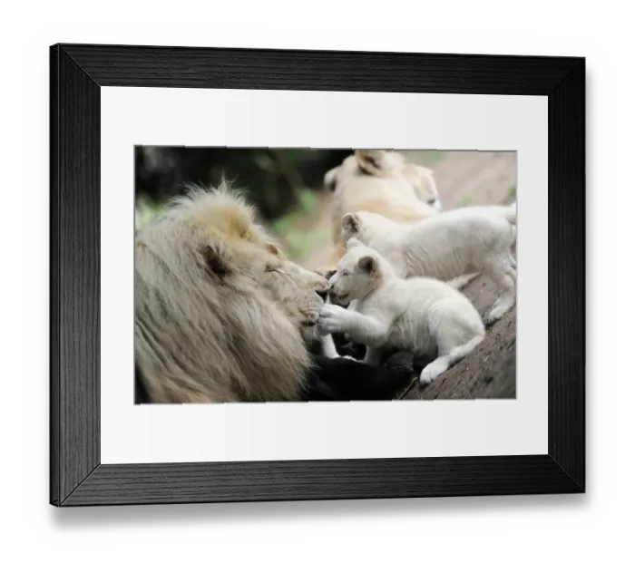Framed Print : France-Nature-Animals-Lion
