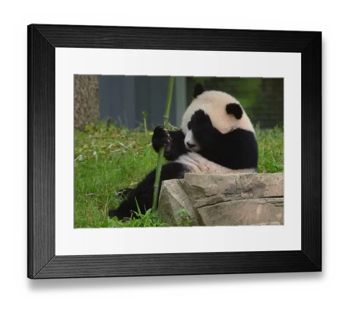 Framed Print : Us-Animals-Panda-Birthday
