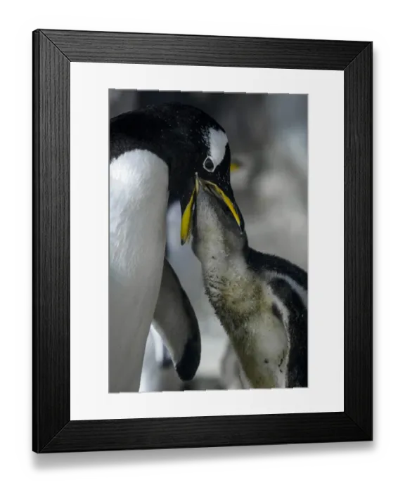 Framed Print : Spain-Animals-Faunia-Penguin
