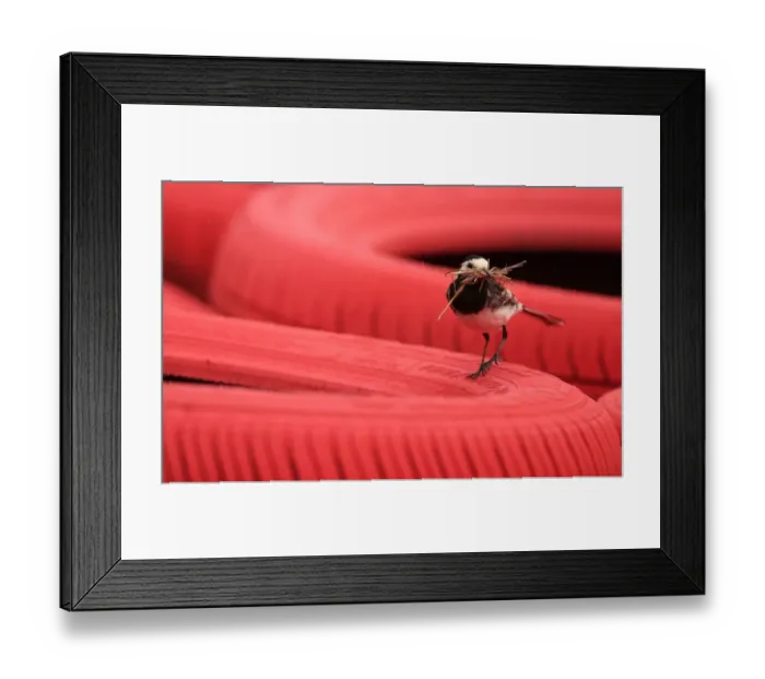 Framed Print : Bird on a Track Wall Silverstone Framed Print : Bird on a Track Wall Silverstone