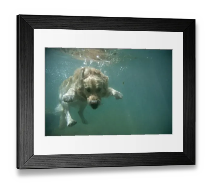 Framed Print : Corso the Dog Swims into the Guadiaro River Framed Print : Corso the Dog Swims into the Guadiaro River