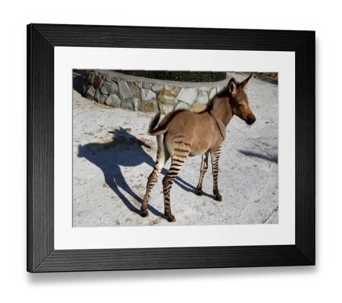 Framed Print : A Hybrid of Zebra and a Donkey Stands at the Taigan Zoo Park Framed Print : A Hybrid of Zebra and a Donkey Stands at the Taigan Zoo Park