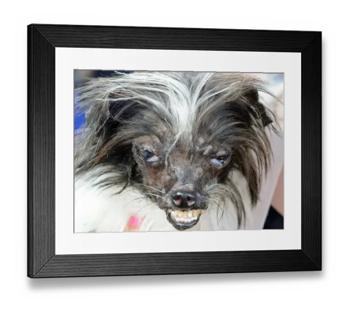 Framed Print : Worlds Ugliest Dog Competition