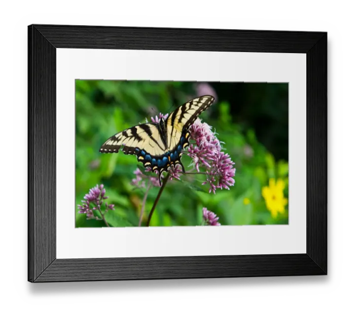 Framed Print : This photo taken August 9, 2014 shows an Eastern Tiger Swallowtail along Skyline Framed Print : This photo taken August 9, 2014 shows an Eastern Tiger Swallowtail along Skyline