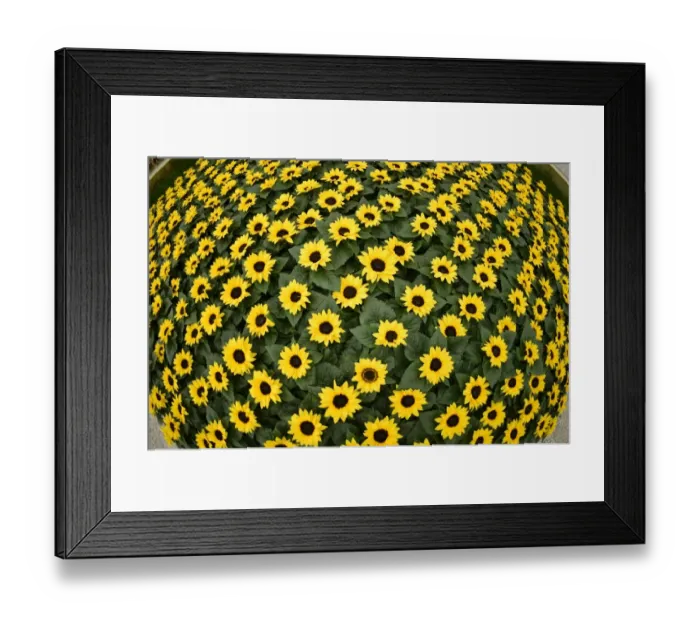 Framed Print : Britain-Entertinment-Chelsea Flower Show