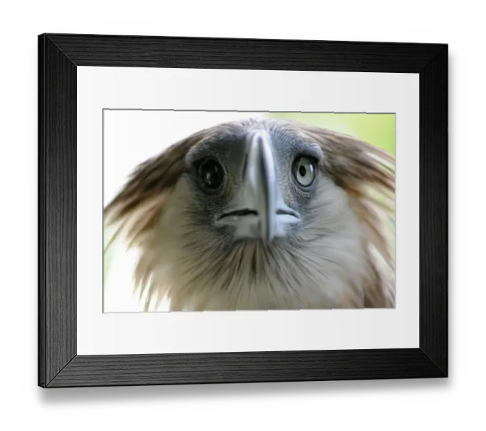 Framed Print : Philippines-Environment-Wild Life-Eagle Framed Print : Philippines-Environment-Wild Life-Eagle