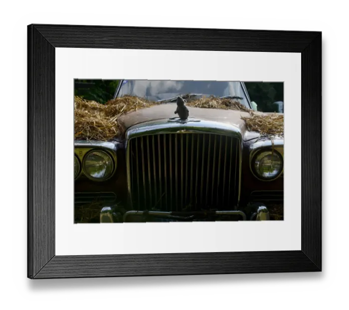 Framed Print : Old Bentley Continental with a Plush Mouse on the Logo