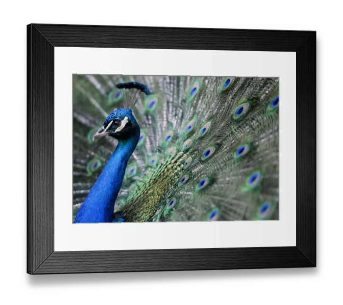 Framed Print : Hungary-Zoo-Peacock-Feature Framed Print : Hungary-Zoo-Peacock-Feature
