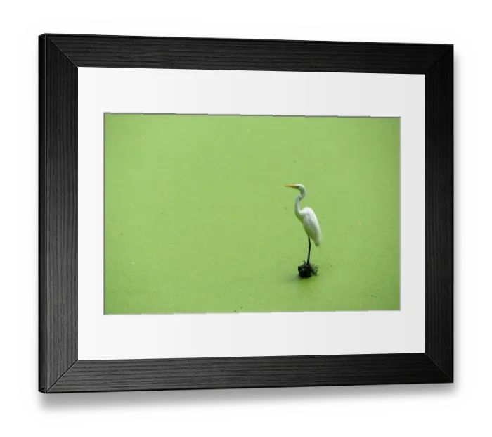 Framed Print : Egret Perching on Lake Foliage