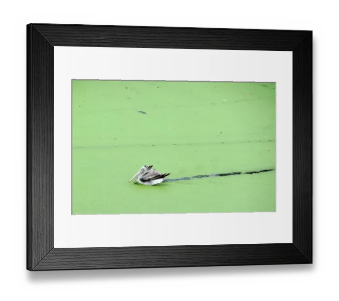 Framed Print : Spot-Billed Pelican Paddling in a Lake