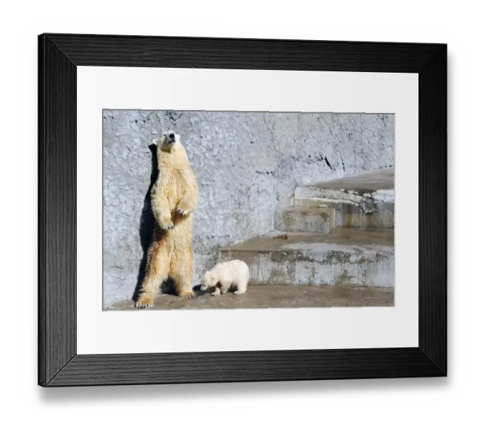 Framed Print : Russia-Animals-Polar Bear-Cub