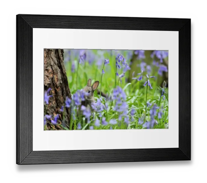 Framed Print : Britain-Offbeat-Animals Framed Print : Britain-Offbeat-Animals