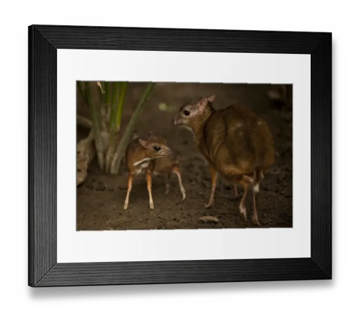 Framed Print : A picture taken on April 25, 2014 shows a Java mouse-deer cub, one of the world s Framed Print : A picture taken on April 25, 2014 shows a Java mouse-deer cub, one of the world s