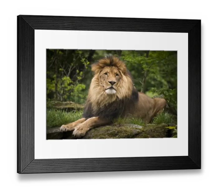 Framed Print : The lion Aru is seen in its enclosure a the zoo in Berlin on May 4, 2014