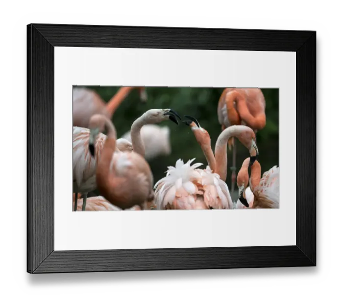 Framed Print : Flamingos are pictured on May 13, 2014 at the Tierpark in Berlin, one of the two Framed Print : Flamingos are pictured on May 13, 2014 at the Tierpark in Berlin, one of the two