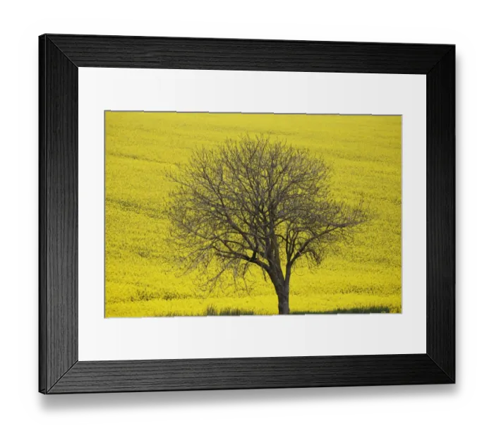 Framed Print : France-Nature-Tree Framed Print : France-Nature-Tree