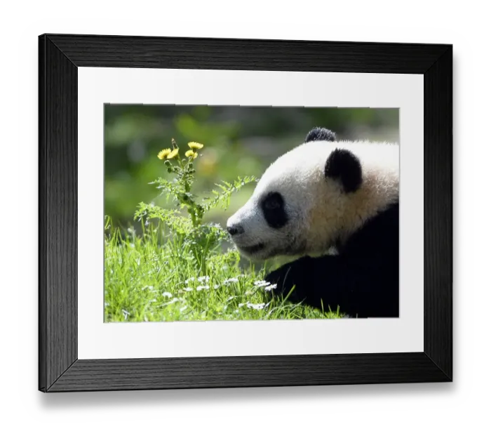 Framed Print : Spain-China-Animal-Panda
