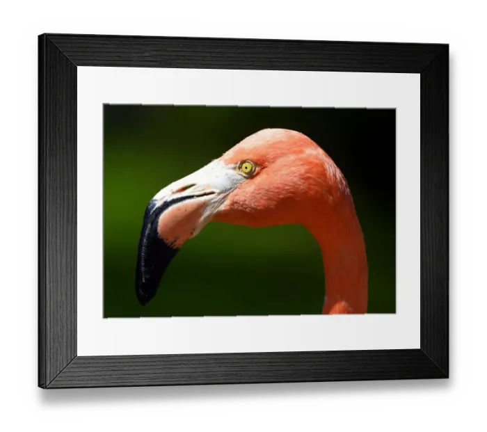Framed Print : Spain-China-Us-Animal