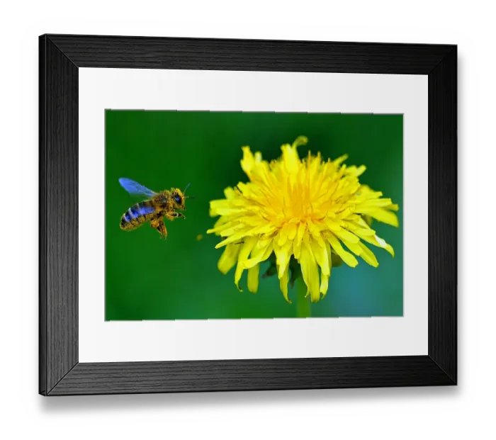 Framed Print : Poland-Nature-Feature