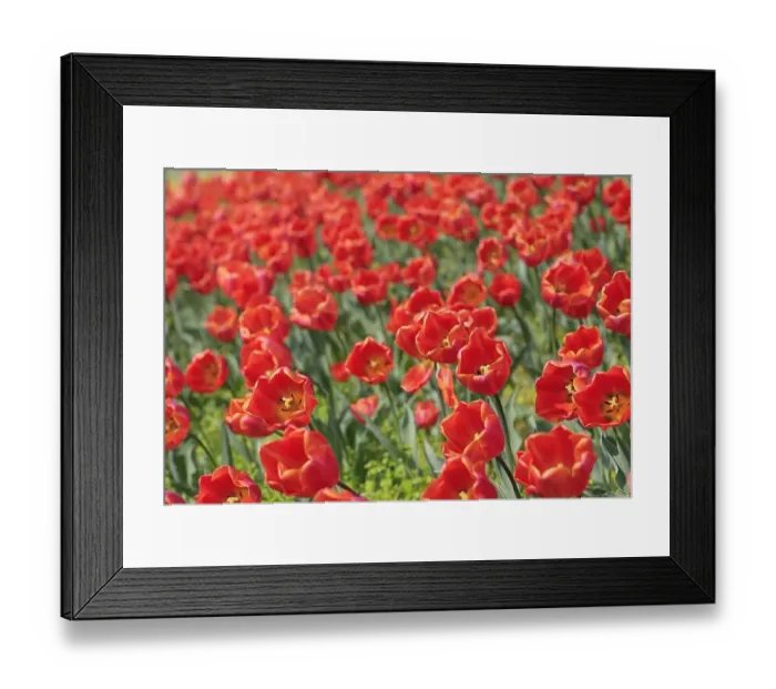 Framed Print : Austraia- Nature - Flowers - Tulips Framed Print : Austraia- Nature - Flowers - Tulips