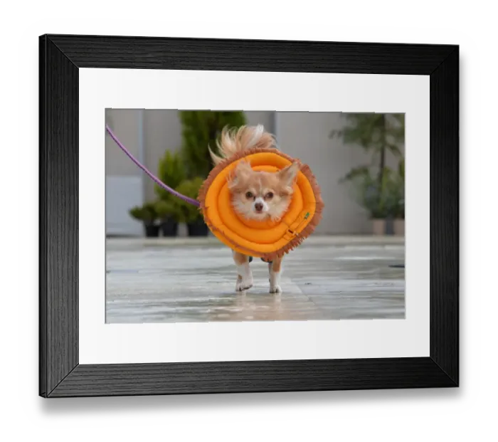 Framed Print : Japan-Animal-Dog-Offbeat Framed Print : Japan-Animal-Dog-Offbeat