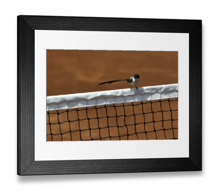 Framed Print : Tennis-Davis-Col-Dom Framed Print : Tennis-Davis-Col-Dom