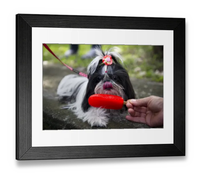 Framed Print : Colombia-Animal-Dog Framed Print : Colombia-Animal-Dog